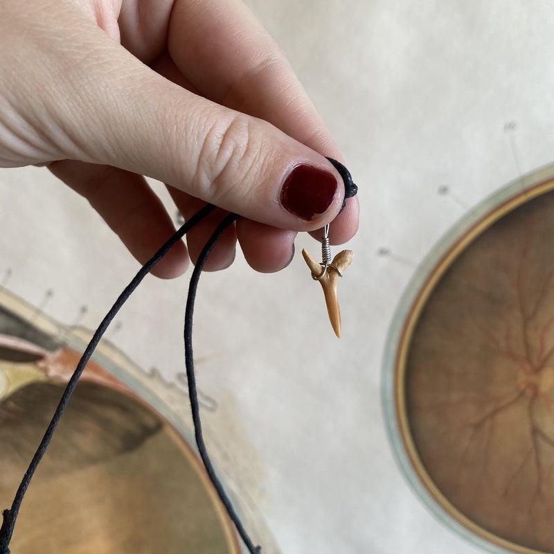 how to make shark tooth necklace